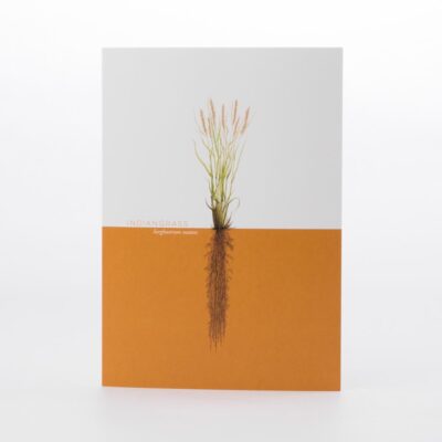 Indiangrass Greeting Card
